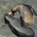 lion_sea_galapagos_san_v_0265_ecu2466.jpg